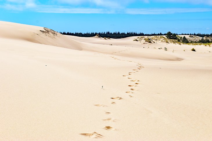 Footprints through the dunes along the John Dellenback Trail