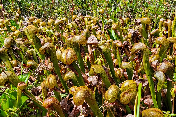 Cobra lilies at Darlingtonia State Natural Site