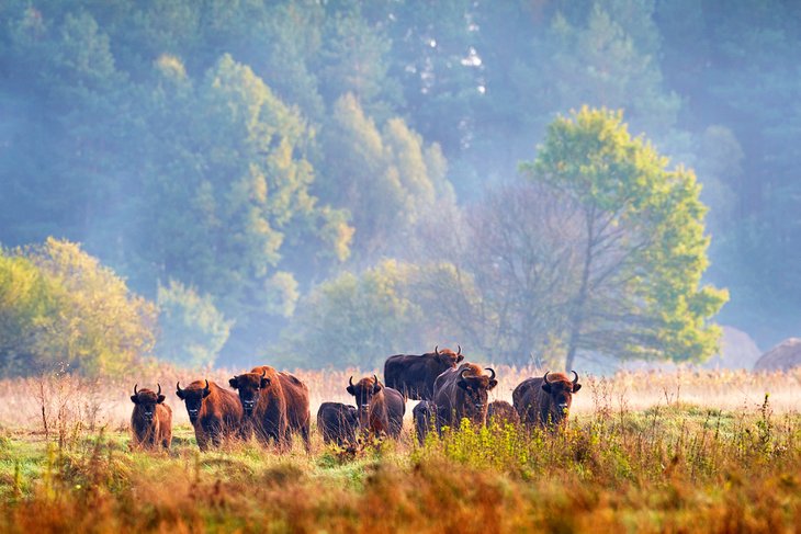 European bison in the Bialowieza Forest