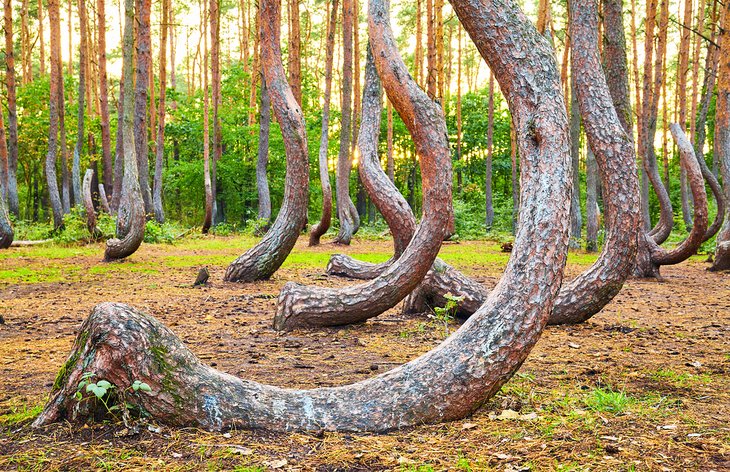 Crooked Forest