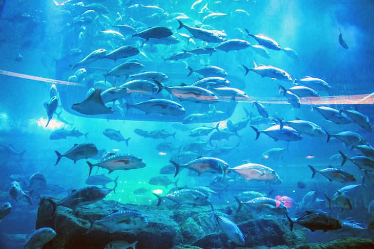 Aquarium Tunnel at Dubai Aquarium