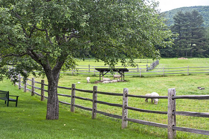 Sheep grazing at Billings Farm Museum