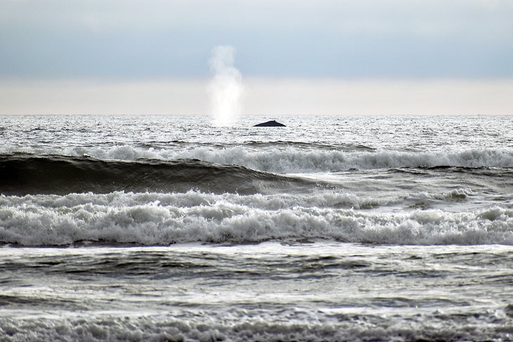 Whale spout on the Long Beach coast