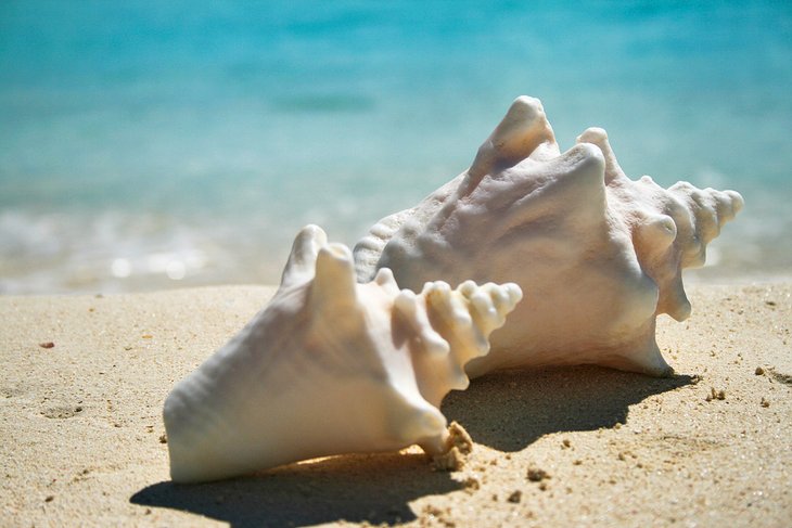 Conch shells on the beach at Cap Juluca