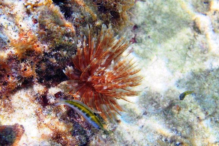 Shoal Bay East, Anguilla