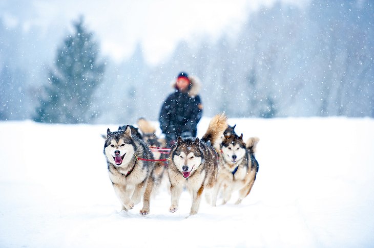 Dogsledding in Sibratsgfaell, Austria