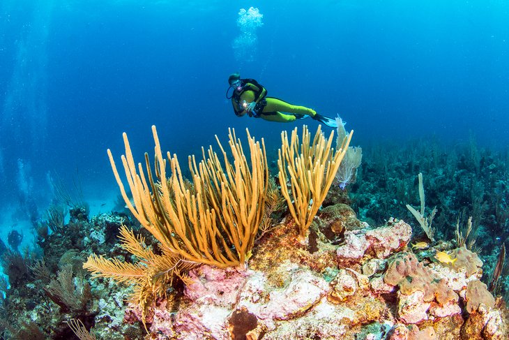 Diving the Belize Barrier Reef