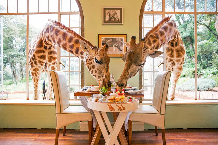 Photo Source: Giraffe Manor