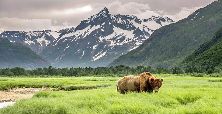 Grizzly bear in Alaska