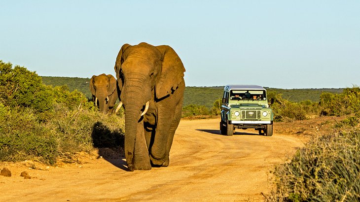 Elephants in Addo National Park, South Africa