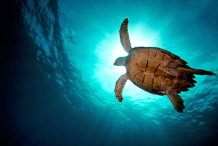 Diving with a turtle