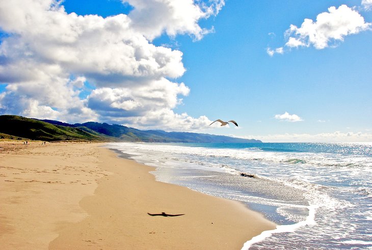 Seagull flying above Stinson Beach