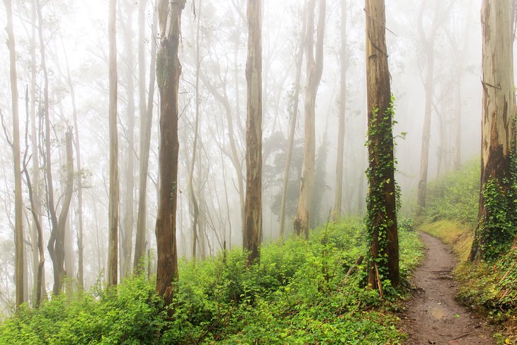 Trail through eucalyptus trees in the Mount Sutro Open Space Preserve