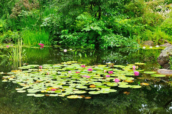 Waterlily pond at the Annapolis Royal Historic Gardens