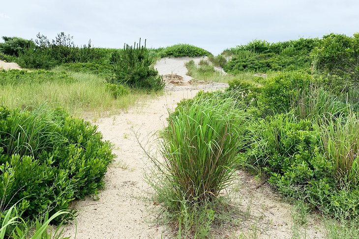 Sand dunes at Hammonnasset Beach State Park