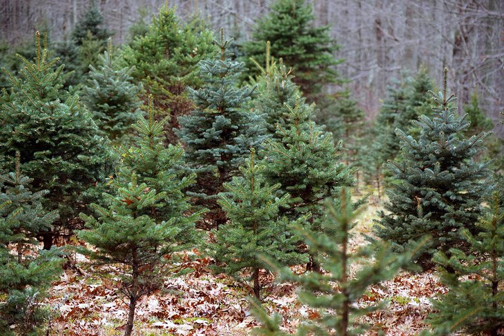 Christmas tree forest