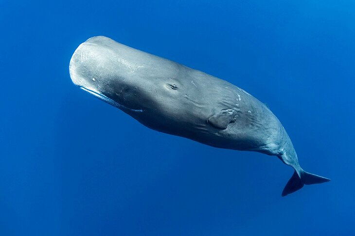 Sperm whale off Dominica