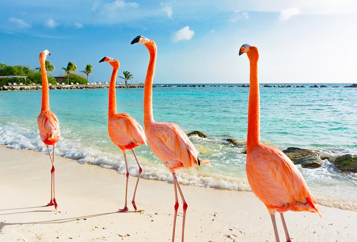 Flamingo Beach, Aruba