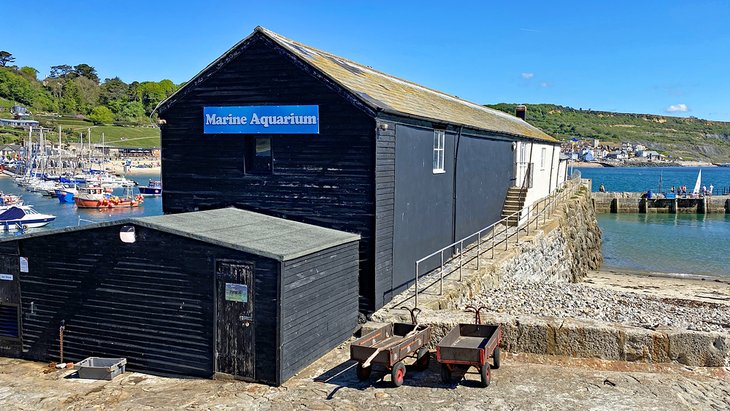 Lyme Regis Marine Aquarium