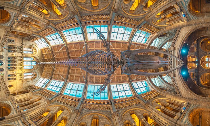 Blue whale skeleton hanging from the roof of the Natural History Museum in London
