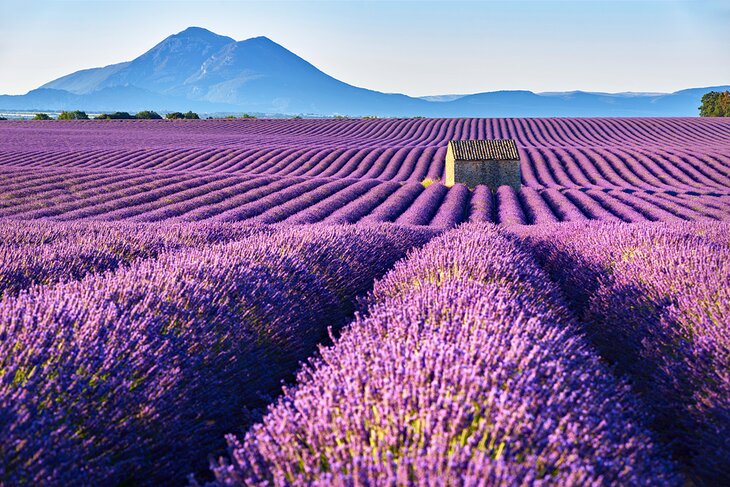 Lavender fields in the Alpes de Haute Provence
