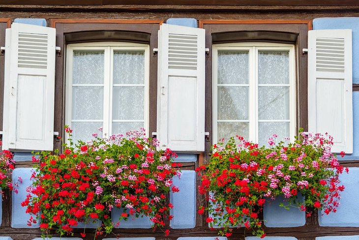 Floral décor in Eguisheim
