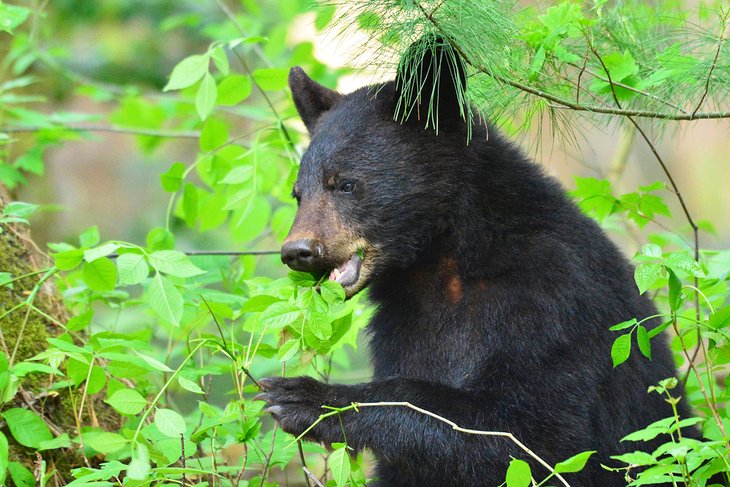 Black bear in Cades Cove, Great Smoky Mountain National Park