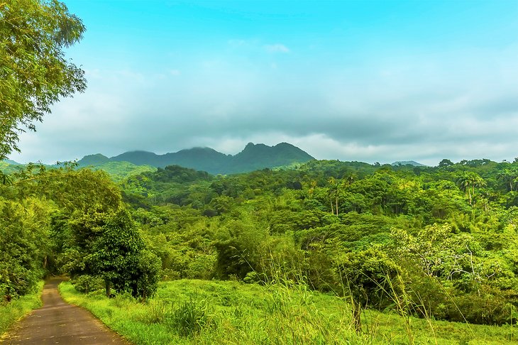 View across the jungle to Mount Saint Catherine