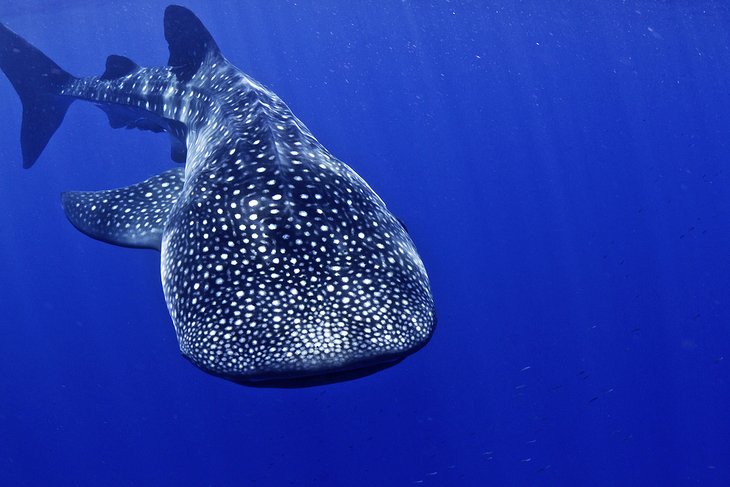 Whale shark off Utila