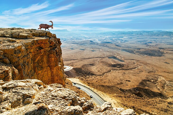 Ibex at Makhtesh Ramon