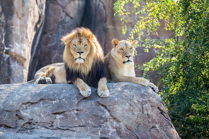 Lions at the Sedgwick County Zoo