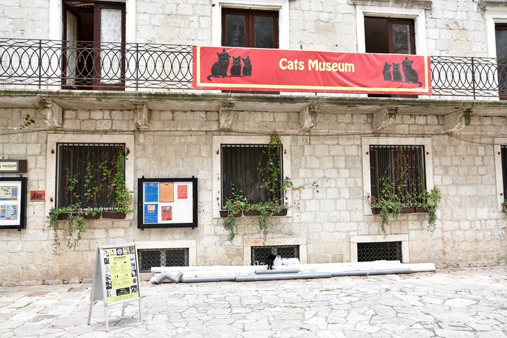 Cats Museum of Kotor