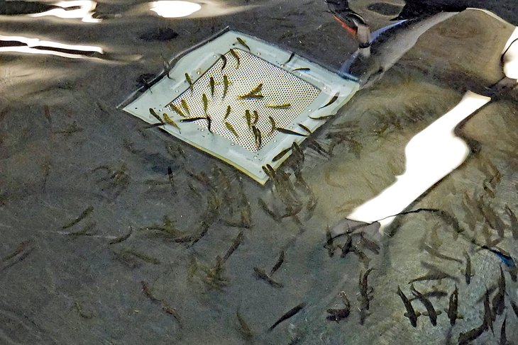 Young salmon at the Nashua National Fish Hatchery