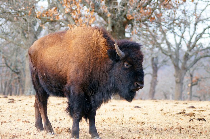 American bison at the Woolaroc Museum &amp; Wildlife Preserve