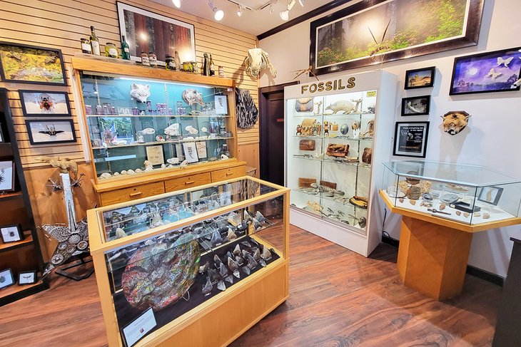 Shop selling prehistoric fossils in Lincoln City
