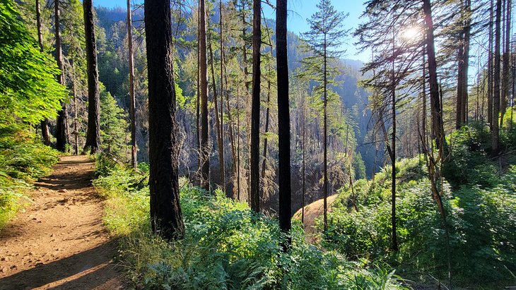 Eagle Creek Trail