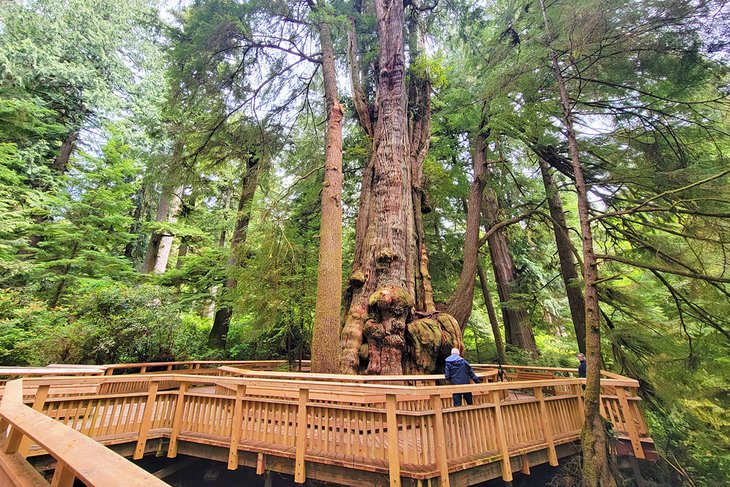 Old-growth western red cedar in Rockaway Beach