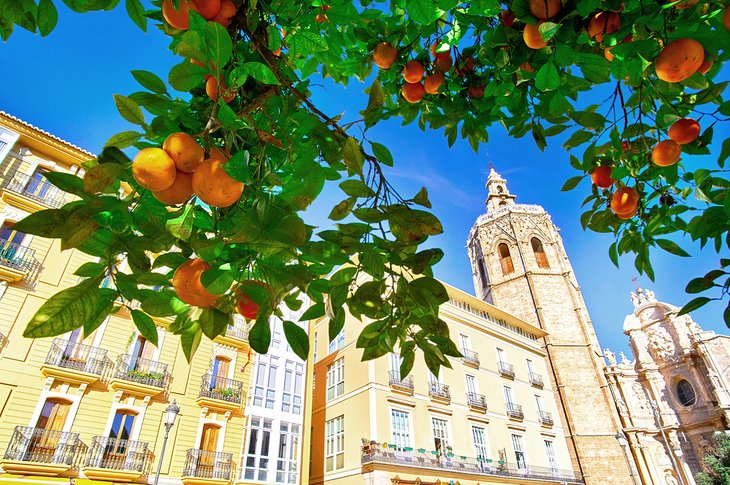 Orange tree in Plaza de la Reina, Valencia