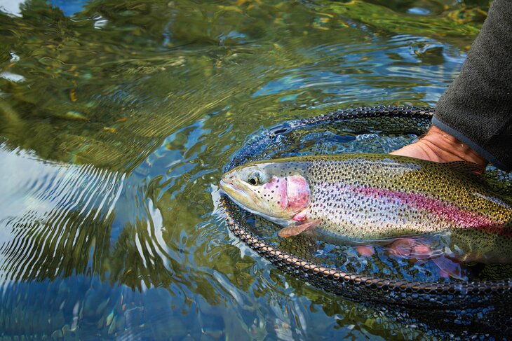 Rainbow trout