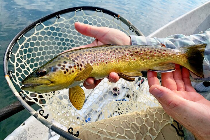 Nice wild brown trout caught on the South Holston River