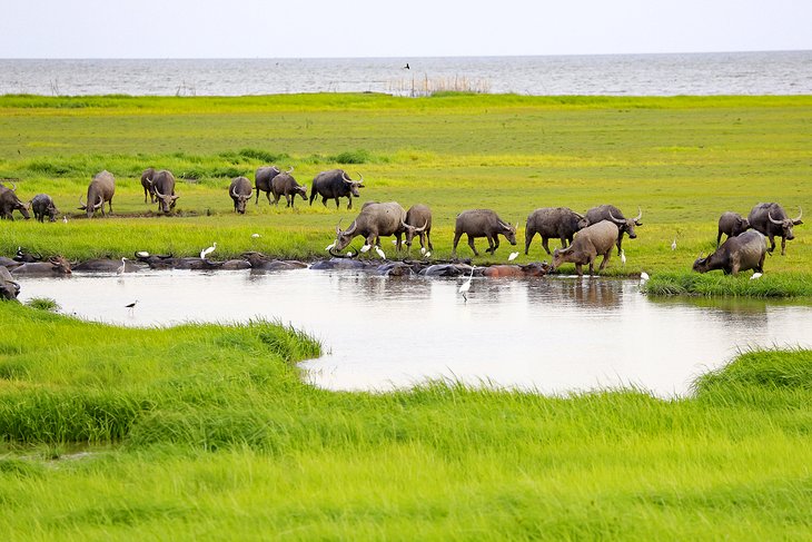 Water buffaloes along the shore of Songkhla Lake