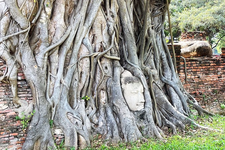 Buddha head at Wat Mahathat