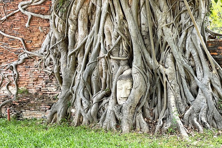 Stone Buddha head surrounded by tree roots at Wat Mahathat