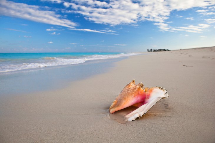 Conch Shell on Grace Bay Beach