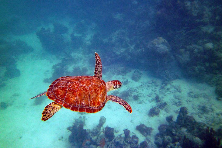 Green sea turtle in the Turks & Caicos