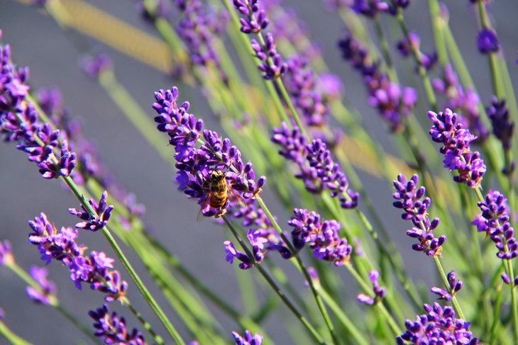 Fragrant Isle Lavender Farm and Shop on Washington Island