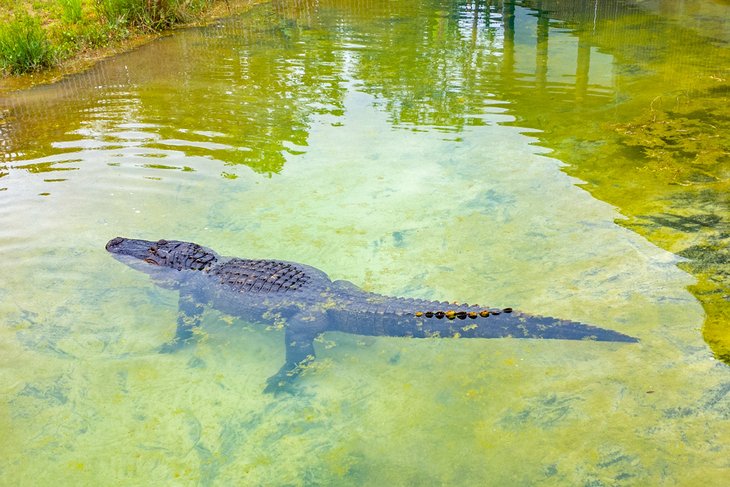 Alligator at the Alabama Gulf Coast Zoo