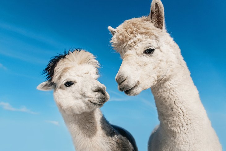 Alpacas