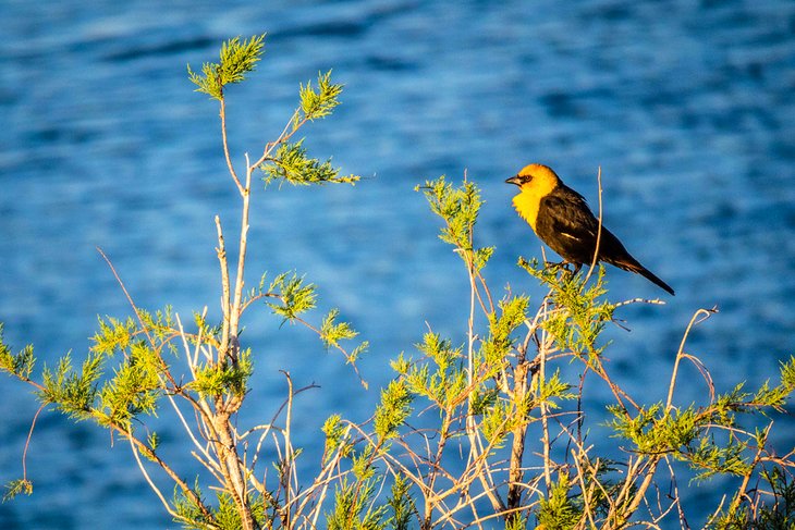 Yellow-headed blackbird in Yuma, Arizona