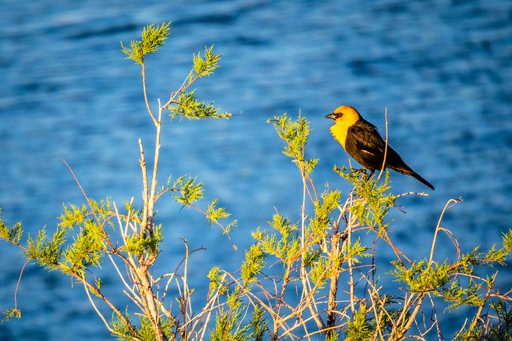 15 mejores cosas para hacer en Yuma, AZ